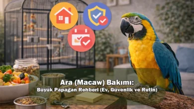 Ara (Macaw) Bakımı: Büyük Papağan Rehberi (Ev, Güvenlik ve Rutin)