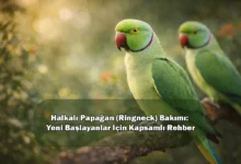 Halkalı Papağan (Ringneck) Bakımı: Yeni Başlayanlar İçin Kapsamlı Rehber