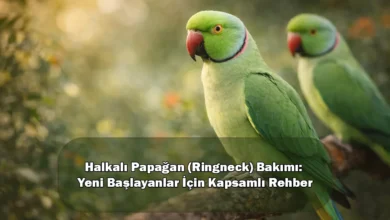 Halkalı Papağan (Ringneck) Bakımı: Yeni Başlayanlar İçin Kapsamlı Rehber