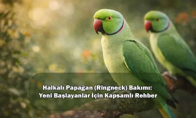 Halkalı Papağan (Ringneck) Bakımı: Yeni Başlayanlar İçin Kapsamlı Rehber