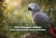 Jako Papağanı Bakımı: Evde Uygulanabilir Kapsamlı Rehber