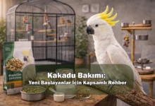 Kakadu Bakımı: Yeni Başlayanlar İçin Kapsamlı Rehber