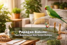 Papağan Bakımı: Yeni Başlayanlar İçin Temel Rehber (Evde İlk Kurulum + Rutin)