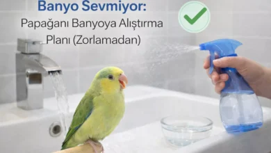 papağan banyo sevmiyor nasıl alıştırılır