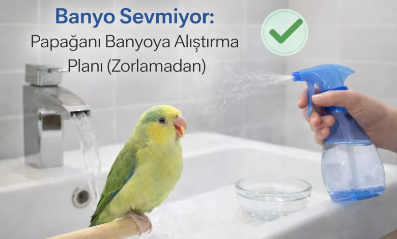 papağan banyo sevmiyor nasıl alıştırılır