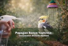 Papağan Banyo Yaptırma: Zorlamadan Alıştırma Rehberi