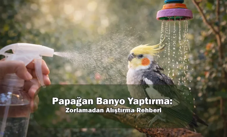 Papağan Banyo Yaptırma: Zorlamadan Alıştırma Rehberi