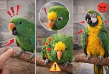 Papağan Beden Dili: “Isırmadan Önce” Verdiği İşaretler