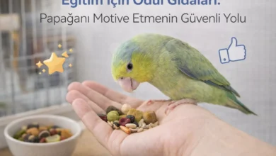 papağan eğitimi için ödül gıdaları