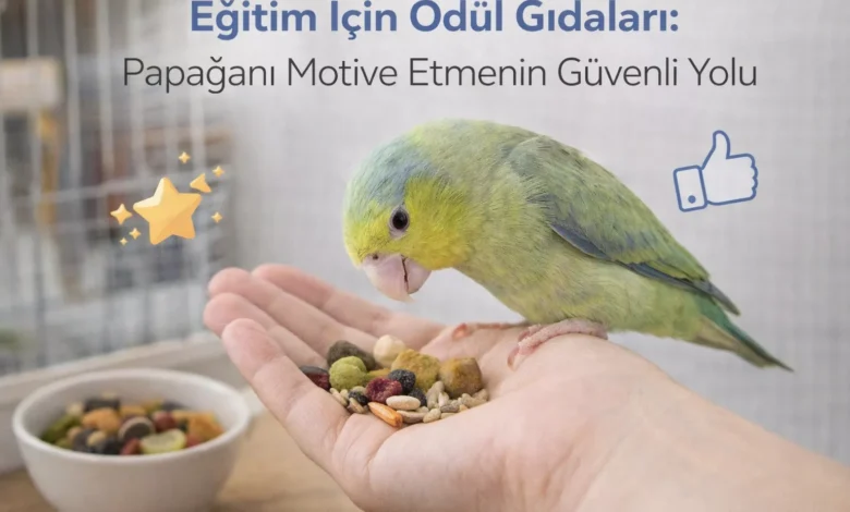 papağan eğitimi için ödül gıdaları
