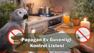 Papağan Ev Güvenliği Kontrol Listesi