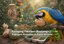 Foraging Fikirleri (Başlangıç): Papağanı Oyalayan 15 Kolay Aktivite