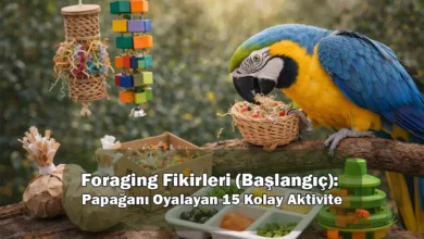 Foraging Fikirleri (Başlangıç): Papağanı Oyalayan 15 Kolay Aktivite