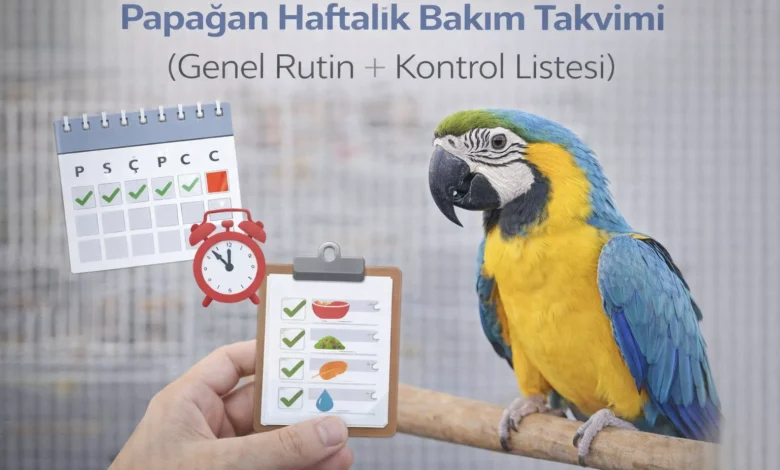 Papağan Haftalık Bakım Takvimi (Genel Rutin + Kontrol Listesi) papağan haftalık bakım takvimi