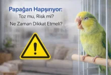papağan hapşırıyor