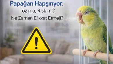 papağan hapşırıyor