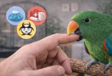 papagan ısırınca ne yapmalı