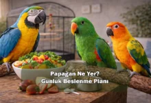 Papağan Ne Yer? Günlük Beslenme Planı (Örnek Menü + Pratik Kurallar)