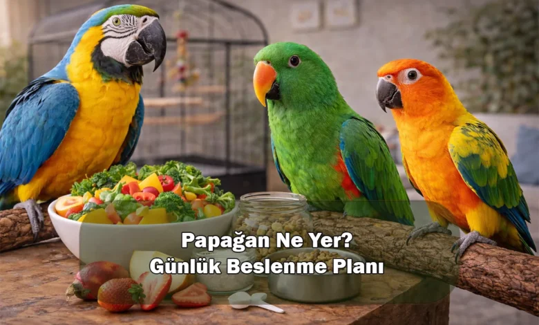 Papağan Ne Yer? Günlük Beslenme Planı (Örnek Menü + Pratik Kurallar)
