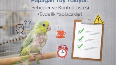 papağan tüy yoluyor ne yapmalı