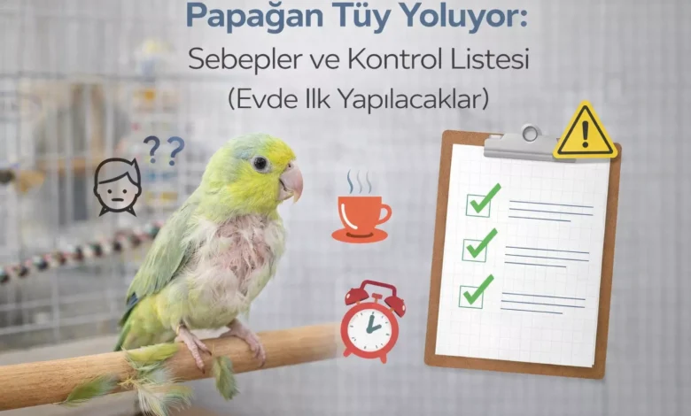 papağan tüy yoluyor ne yapmalı