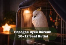 Papağan Uyku Düzeni: 10–12 Saat Rutini