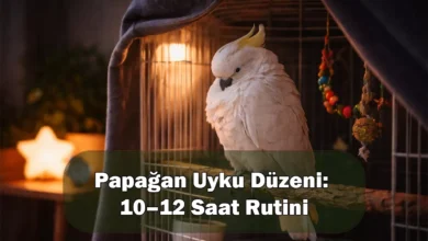 Papağan Uyku Düzeni: 10–12 Saat Rutini