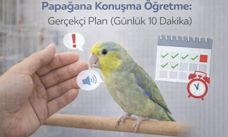 papağana konuşma öğretme