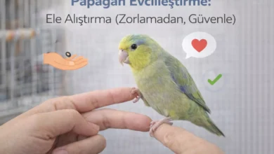 papağanı ele alıştırma