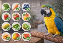 Papağan İçin Güvenli Sebze ve Meyve Listesi