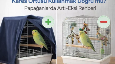 papağanlarda kafes örtüsü kullanmak doğru mu