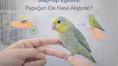 step-up eğitimi papağanı ele alıştırma rehberi
