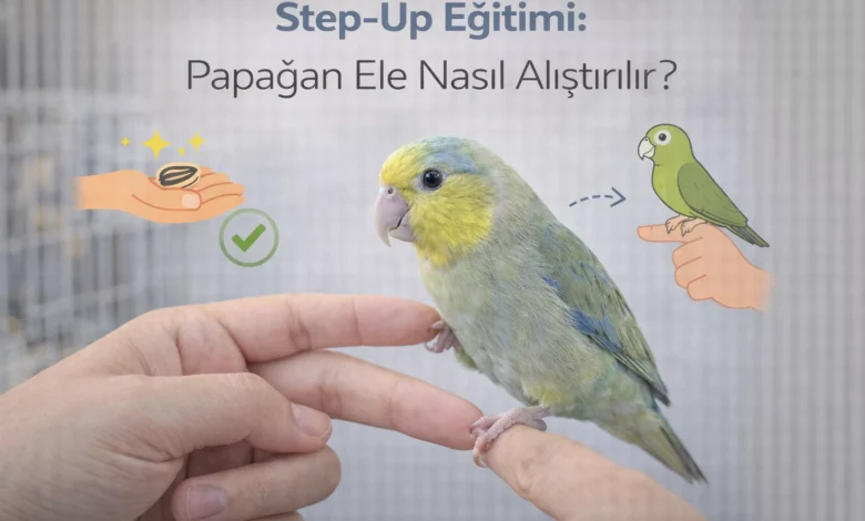 step-up eğitimi papağanı ele alıştırma rehberi