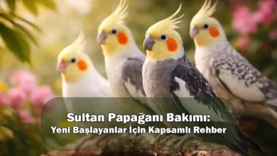 Sultan Papağanı Bakımı: Yeni Başlayanlar İçin Kapsamlı Rehber