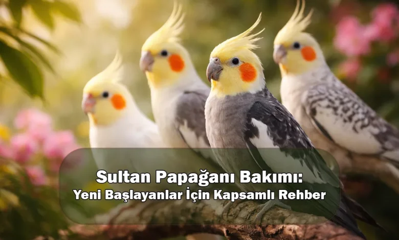 Sultan Papağanı Bakımı: Yeni Başlayanlar İçin Kapsamlı Rehber