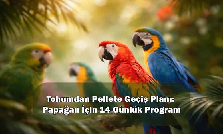 Tohumdan Pellete Geçiş Planı: Papağan İçin 14 Günlük Program