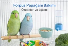 Forpus papağan bakımı eğitimi