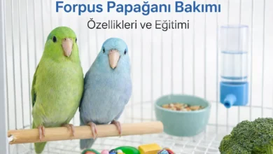 Forpus papağan bakımı eğitimi