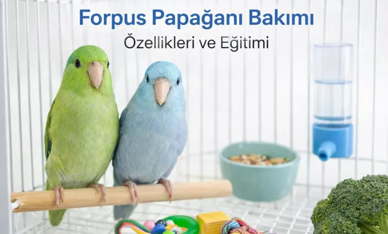 Forpus papağan bakımı eğitimi