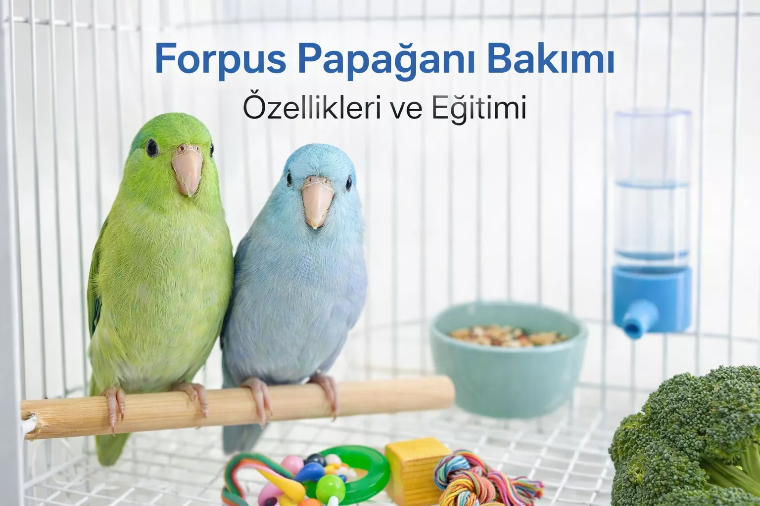 Forpus Papağanı Rehberi